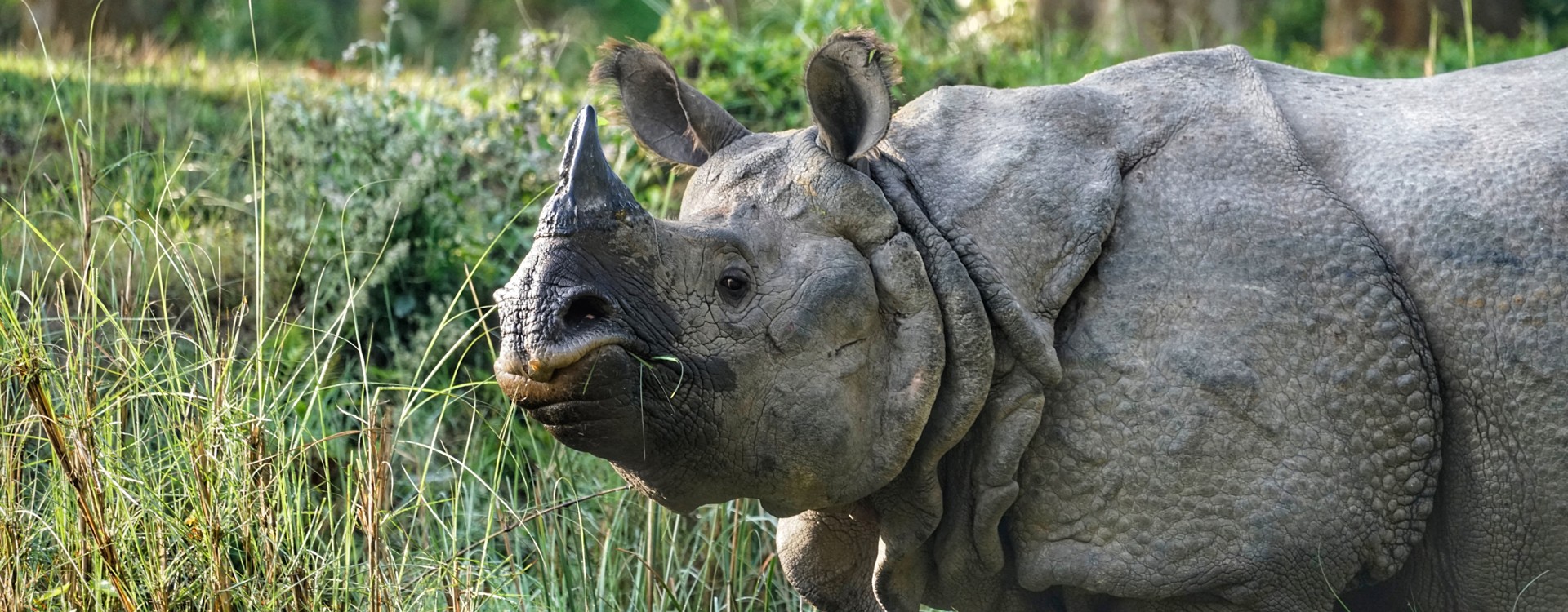 up-close-with-nature-encounter-rhinos-tigers-exotic-birds